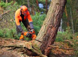 Best Tree Cabling and Bracing  in Lake Helen, FL